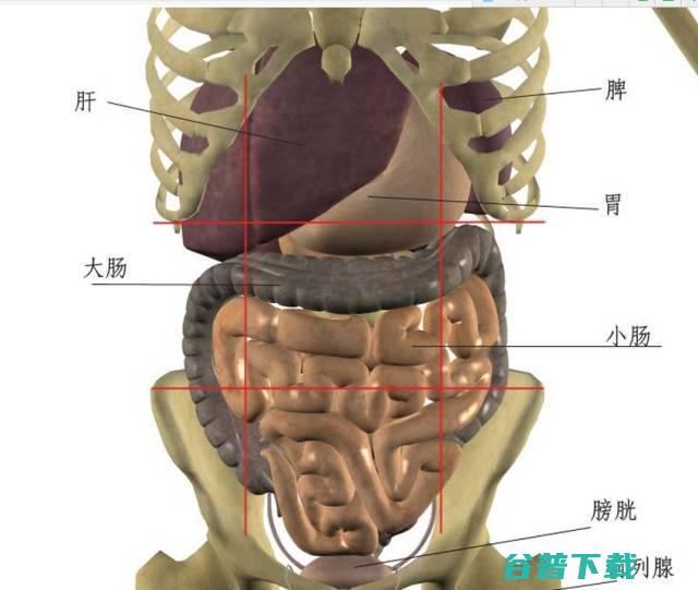 女性左腹部隐痛的原因是什么 (女性左腹部隐隐作痛什么原因)